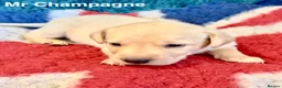Labrador Retriever dogs for sale: Absolutely stunning Labrador puppies for sale - Advert 10