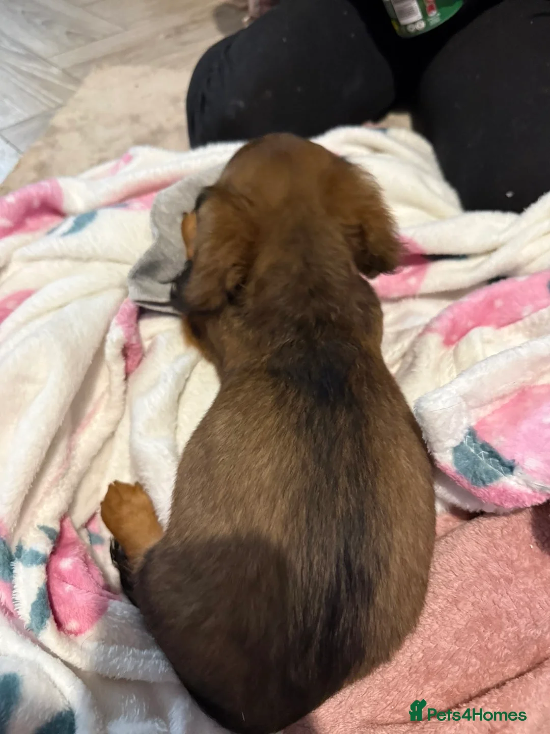 Dachshund dogs for sale: Dachshund puppies  in Sandbach - Advert 2