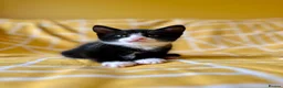 Mixed Breed cats for sale: Gorgeous black & white bold and brave girl (Toto) - Advert 5