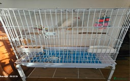 Parakeets birds for sale: White ringneck and cage - Advert 2