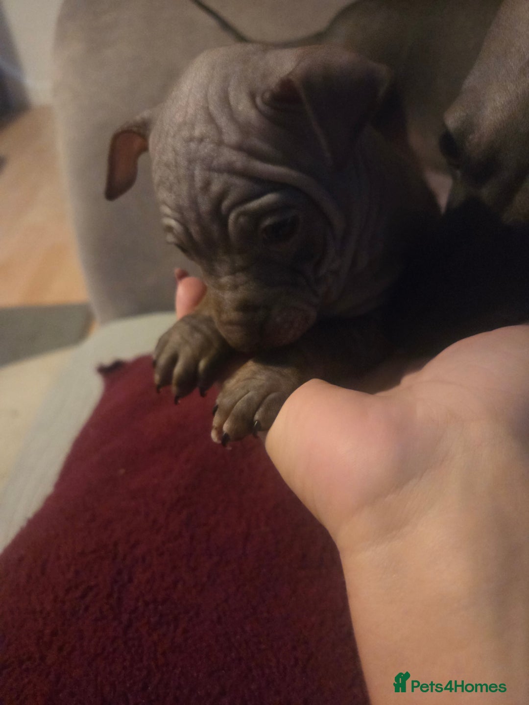 Mexican Hairless dogs for sale: American hairless terrier - Advert 11