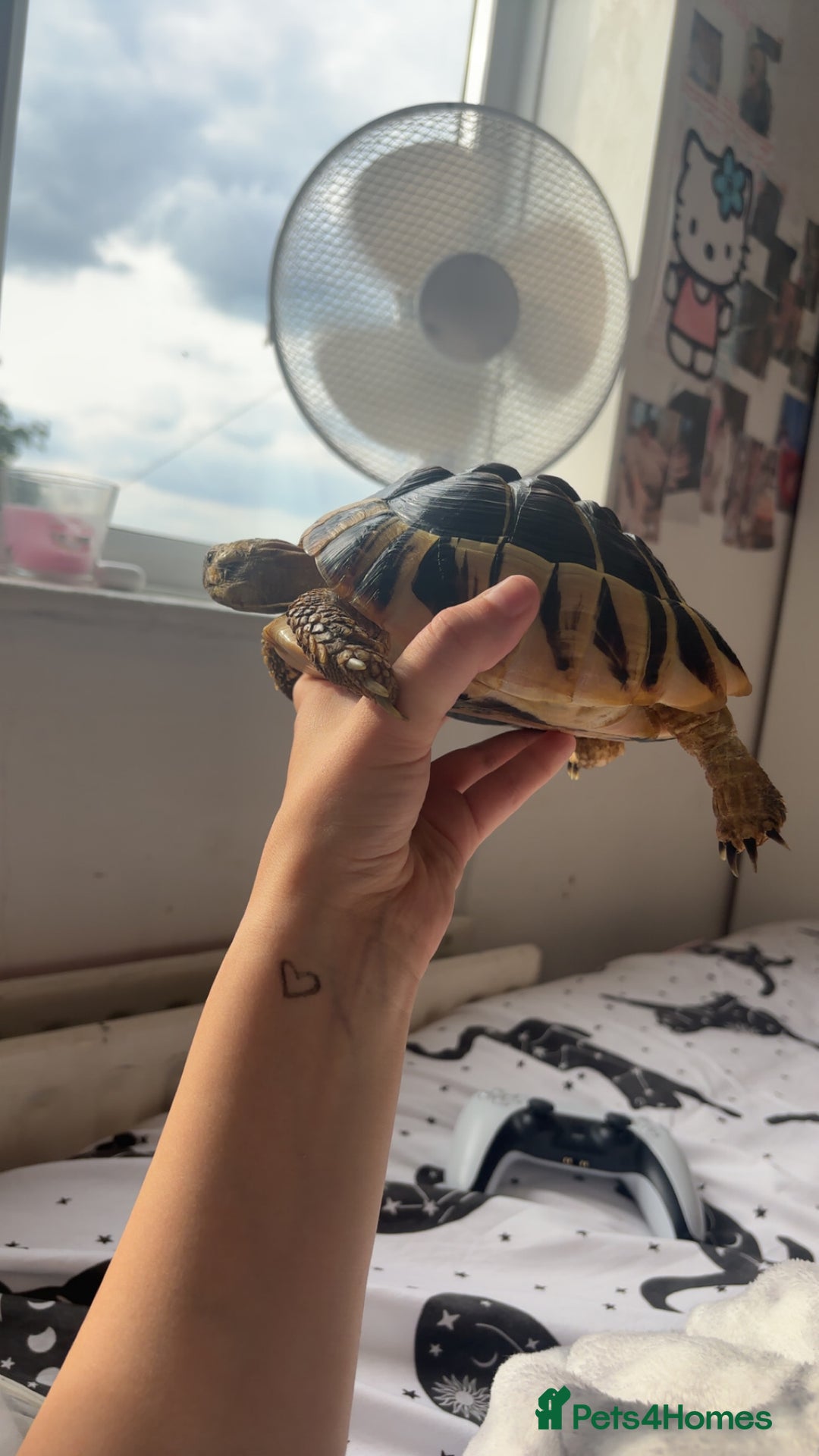 Hermann Tortoise reptiles for sale: Hermann tortoise  - Advert 8