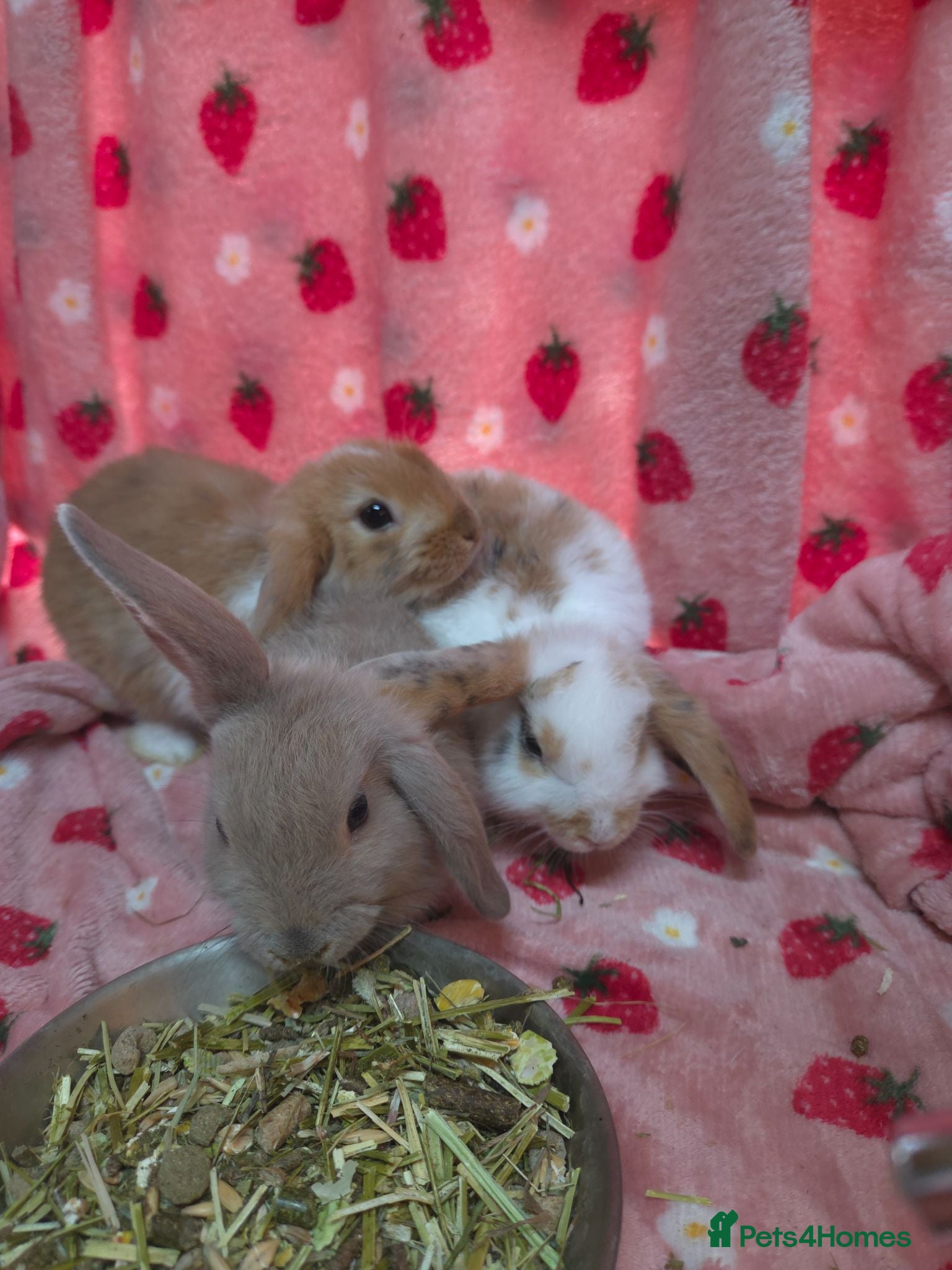 Mini Lop rabbits VERY TAME Mini lop baby bunnies ready to leave now - Advert 1