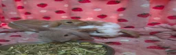 Mini Lop rabbits for sale: VERY TAME Mini lop baby bunnies ready to leave now - Advert 1