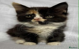 Mixed Breed cats for sale: Last black female left Turkish angora cross kitten - Image 7