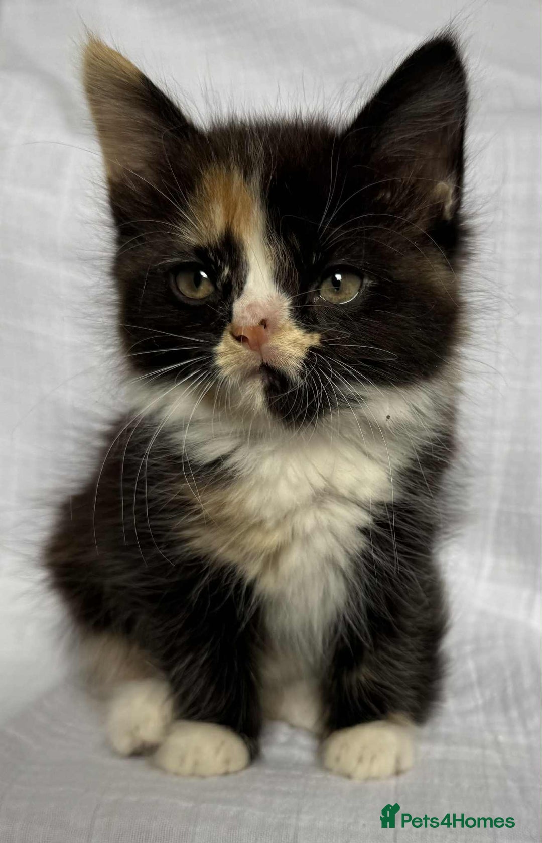 Mixed Breed cats for sale: Last black female left Turkish angora cross kitten - Image 7