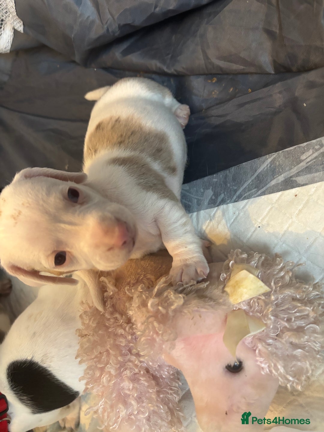 Dachshund dogs for sale: Pink and white albino chocolate dapple dachshund  - Advert 14