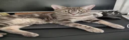 Mixed Breed cats for sale: 7-month old playful kitten - Advert 4