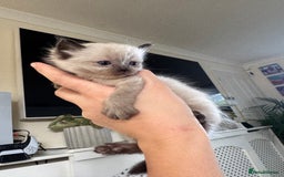 Ragdoll cats for sale:  ragdoll kittens  - Image 2