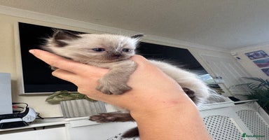 Ragdoll cats - Advert 3