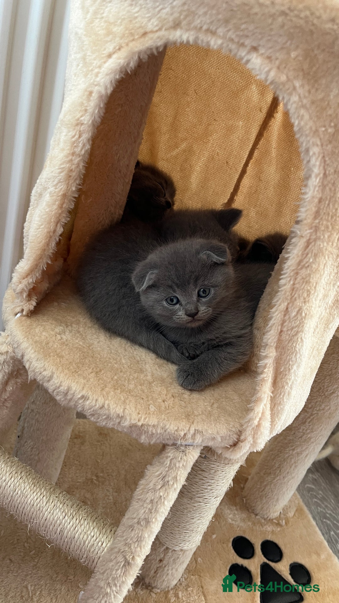Scottish Fold cats for sale: Lovely Scottish fold kittens  - Advert 4