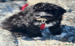 Portuguese Water Dog dogs for sale: ARTSEADOG KC registered Pure Portuguese Waterdogs - Image 25