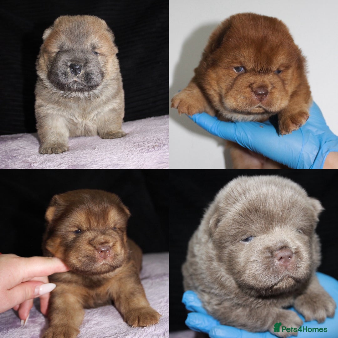 Chow Chow dogs for sale: CHOC🍫LILAC🌪️Champion KC reg🏆 pedigree chow chow - Image 2