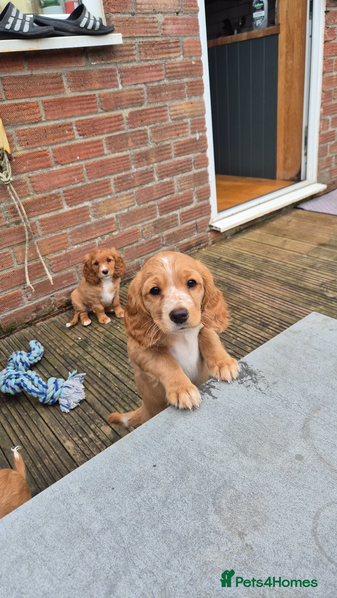 Mixed Breed dogs for sale: Cockapoo and Cavalier King Charles Spaniel mix - Advert 2