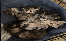 Domestic Shorthair cats for sale: Four tabby kittens for sale  - Advert 2