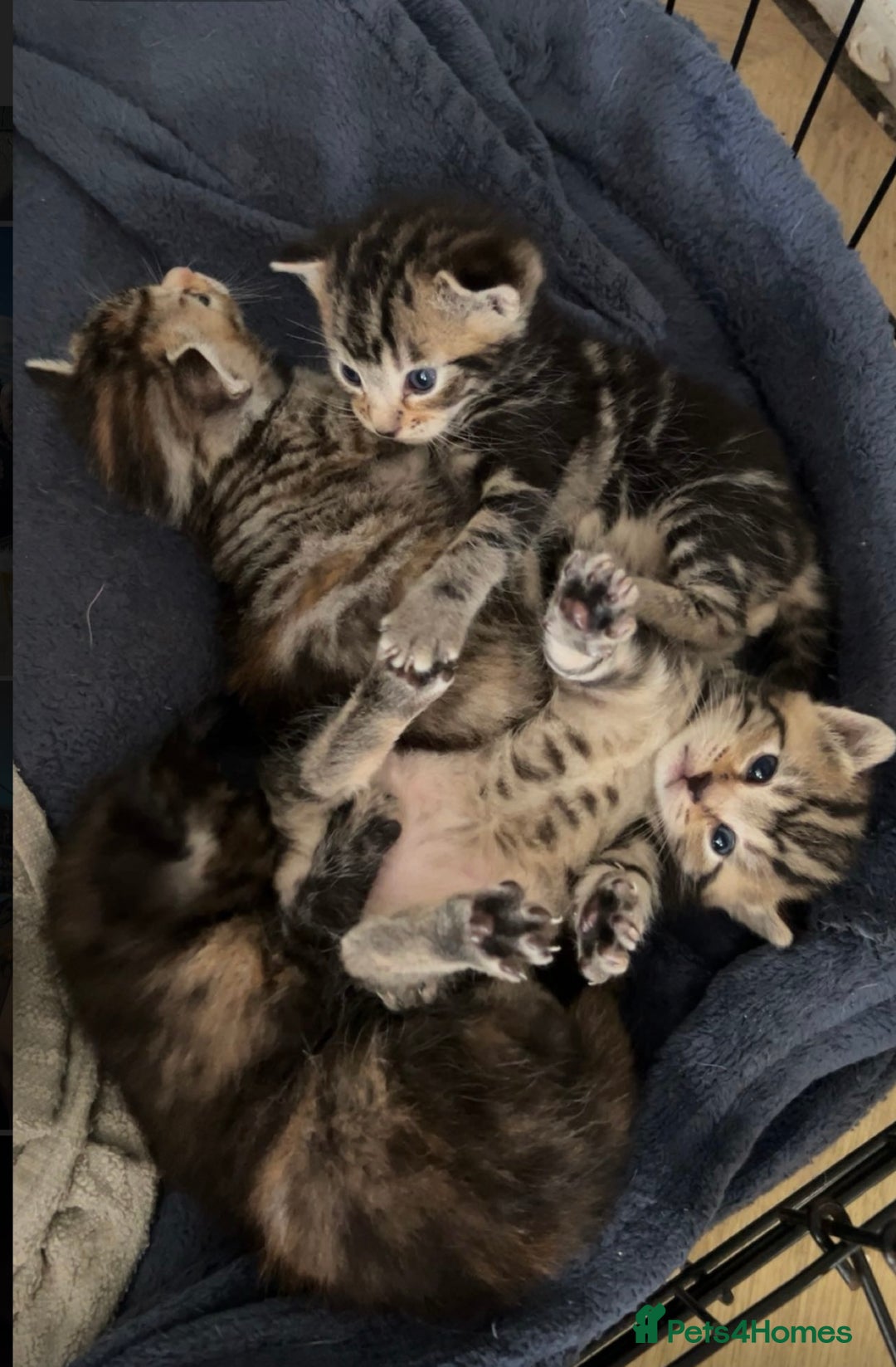 Domestic Shorthair cats for sale: Four tabby kittens for sale  - Advert 2