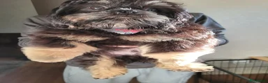 Shih Tzu Puppy 2