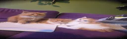 Mixed Breed cats for sale: Gorgeous Main Cooon-Persian Mix Kittens  - Advert 26