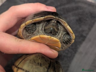 Turtle reptiles Pair of Female Musk Turtles - Terrapins - Advert 2