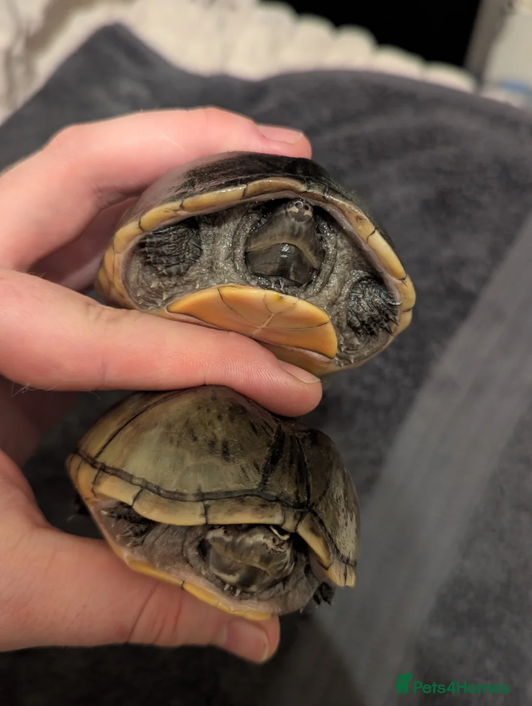 Turtle reptiles for sale: Pair of Female Musk Turtles - Terrapins - Advert 1