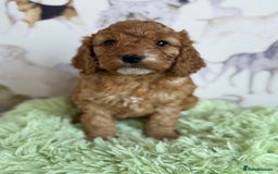 Cockapoo dogs for sale: F1 Cockapoo’s **fully health tested parents** - Image 5