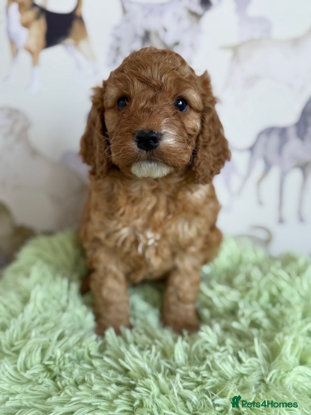 Cockapoo dogs for sale: F1 Cockapoo’s **fully health tested parents** - Image 5