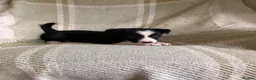 Border Collie dogs for sale: KC/ISDS Registered Beautiful Border Collie Pups - Advert 16