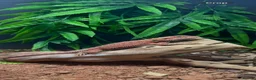 Bearded Dragon reptiles for sale: Red bearded dragon and vivarium  in Huddersfield - Advert 3