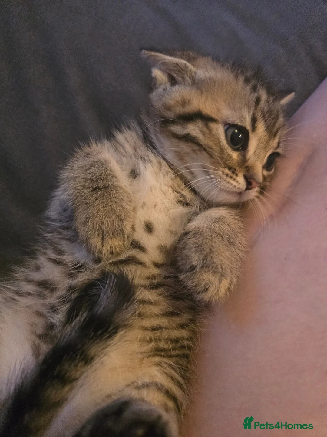 British Shorthair cats for sale: Brittish shorthair cross Bengal  - Advert 29
