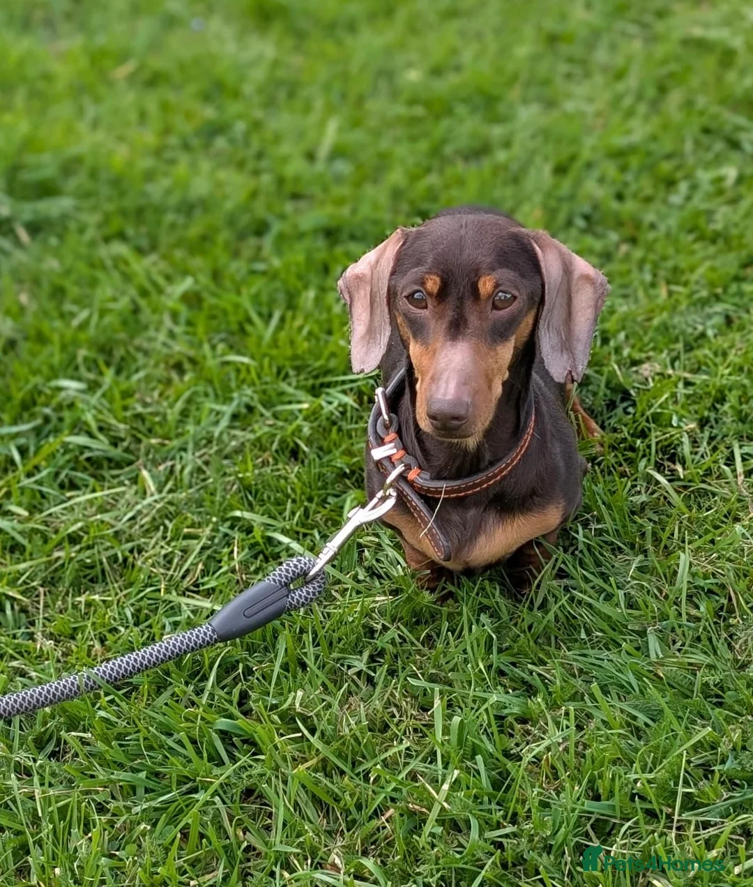 Miniature Dachshund dogs for sale: 3 year old mini dachshund for sale - Advert 2