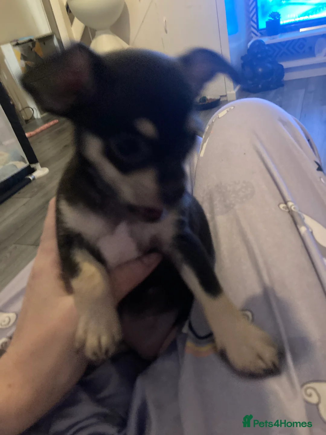 Chihuahua dogs for sale: Miniature chihuahua pups 2 females left - Advert 9