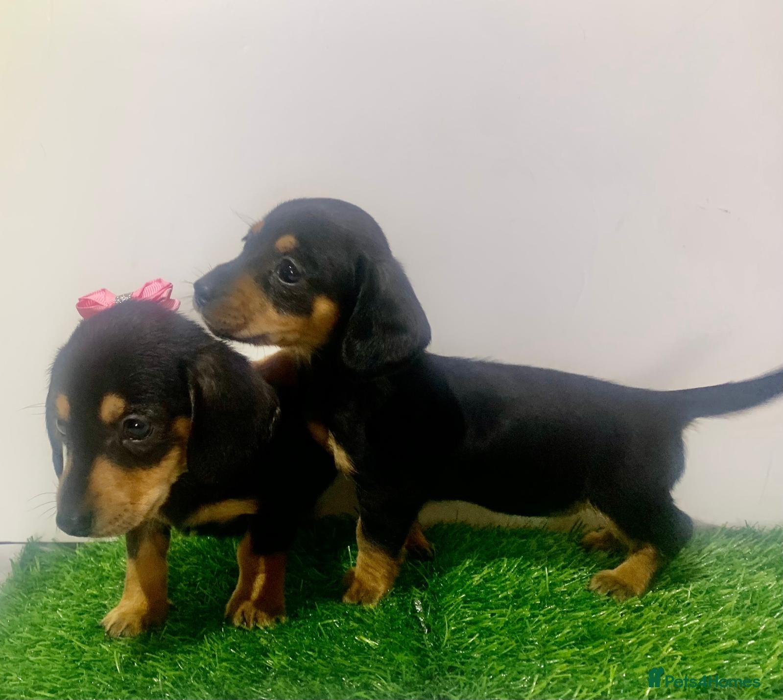 Miniature Dachshund dogs 2 mini daschunds boy&girl kc registered  - Advert 1