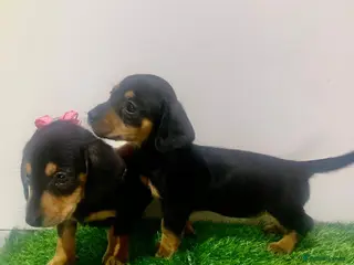 Miniature Dachshund dogs 2 mini daschunds boy&girl kc registered - Advert 1