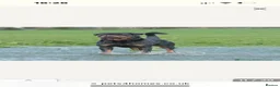 Rottweiler dogs for sale: Rottweiler pups - Advert 6