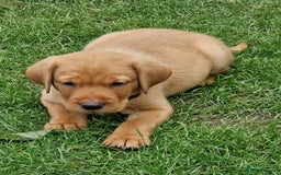 Labrador Retriever dogs for sale: Adorable 8 Puppies FOX RED Labrador, KC registered - Image 14