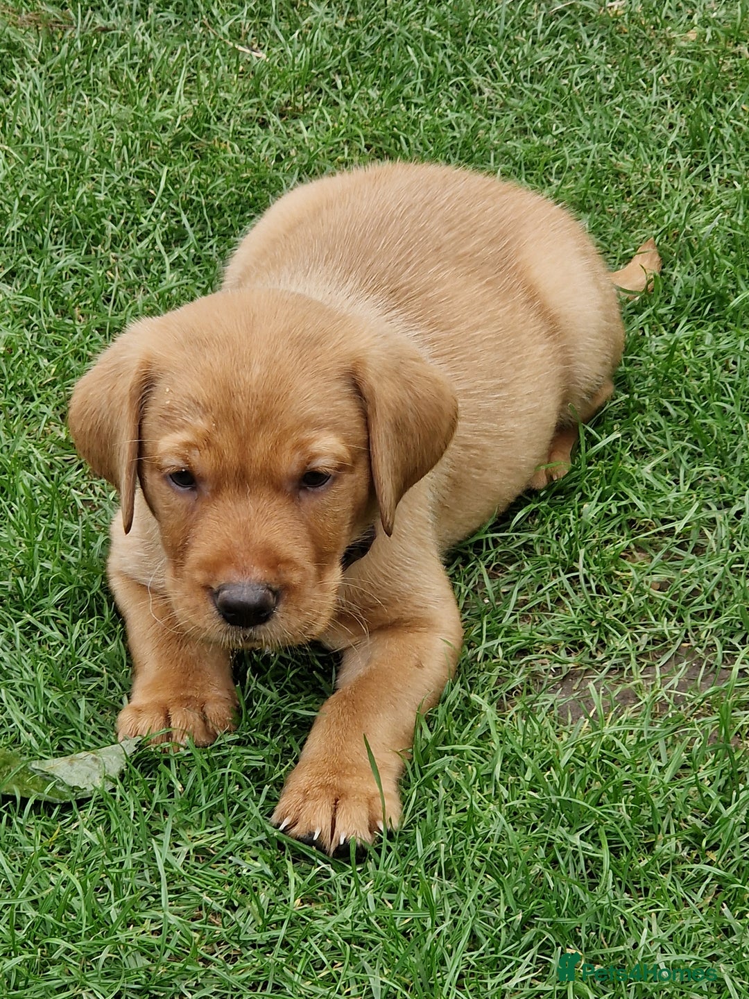 Labrador Retriever dogs for sale: Adorable 8 Puppies FOX RED Labrador, KC registered - Image 14