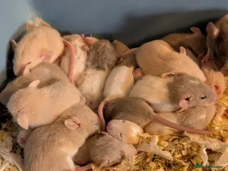 Rat rodents True dwarf rats - Advert 16