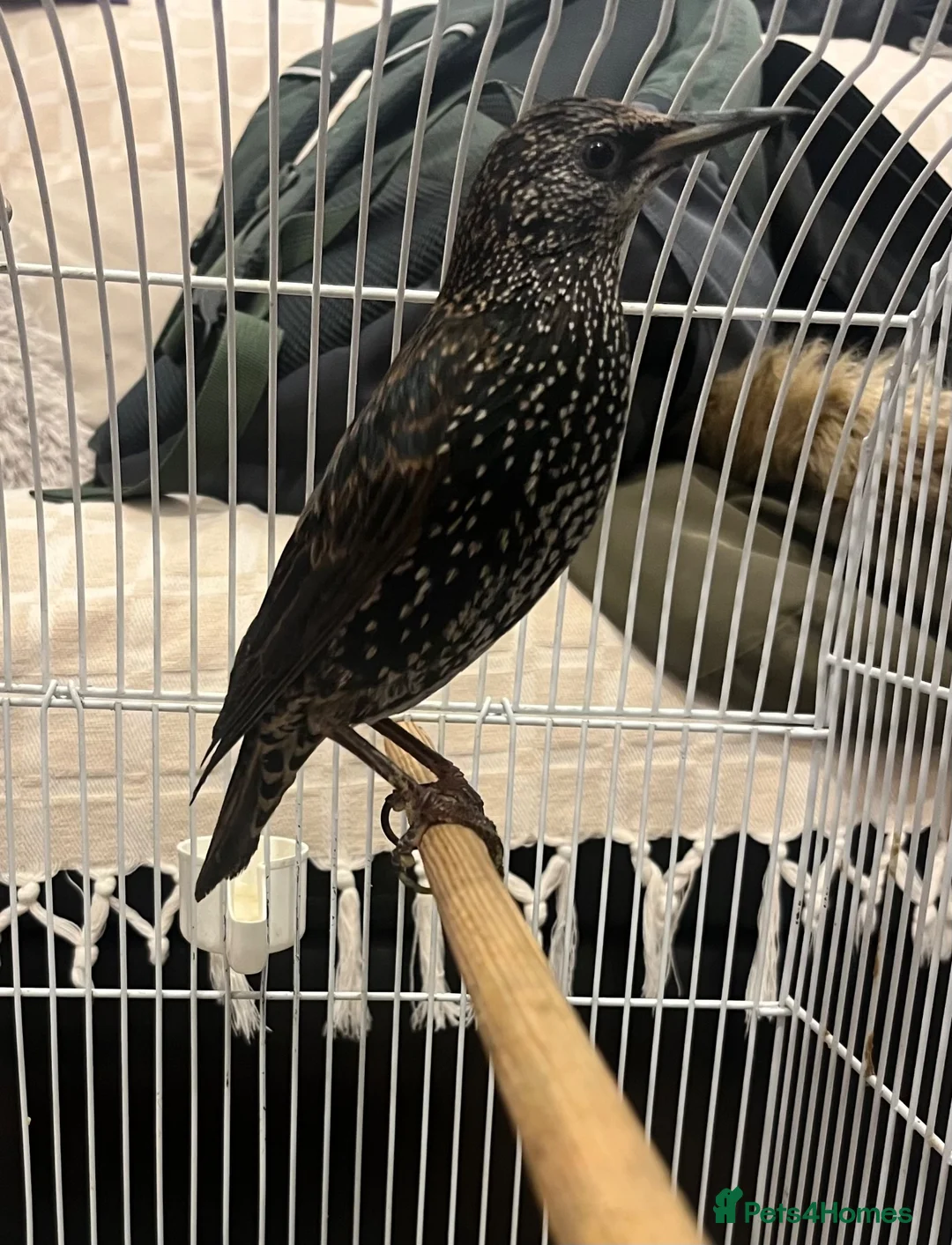 Softbills birds for sale: Common Starling - Advert 1