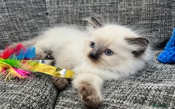 Siberian cats for sale: 🩵🩵Stunning Siberian Neva Masquerade Babies🩵🩵 - Image 12