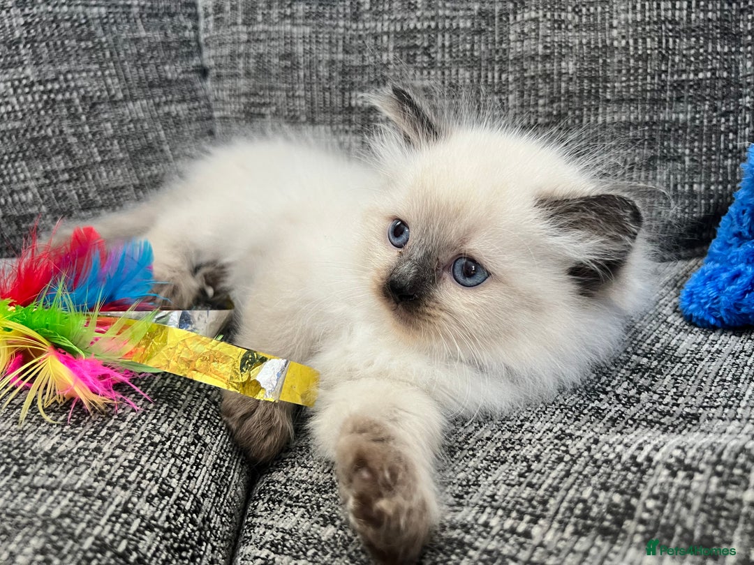 Siberian cats for sale: 🩵🩵Stunning Siberian Neva Masquerade Babies🩵🩵 - Image 12