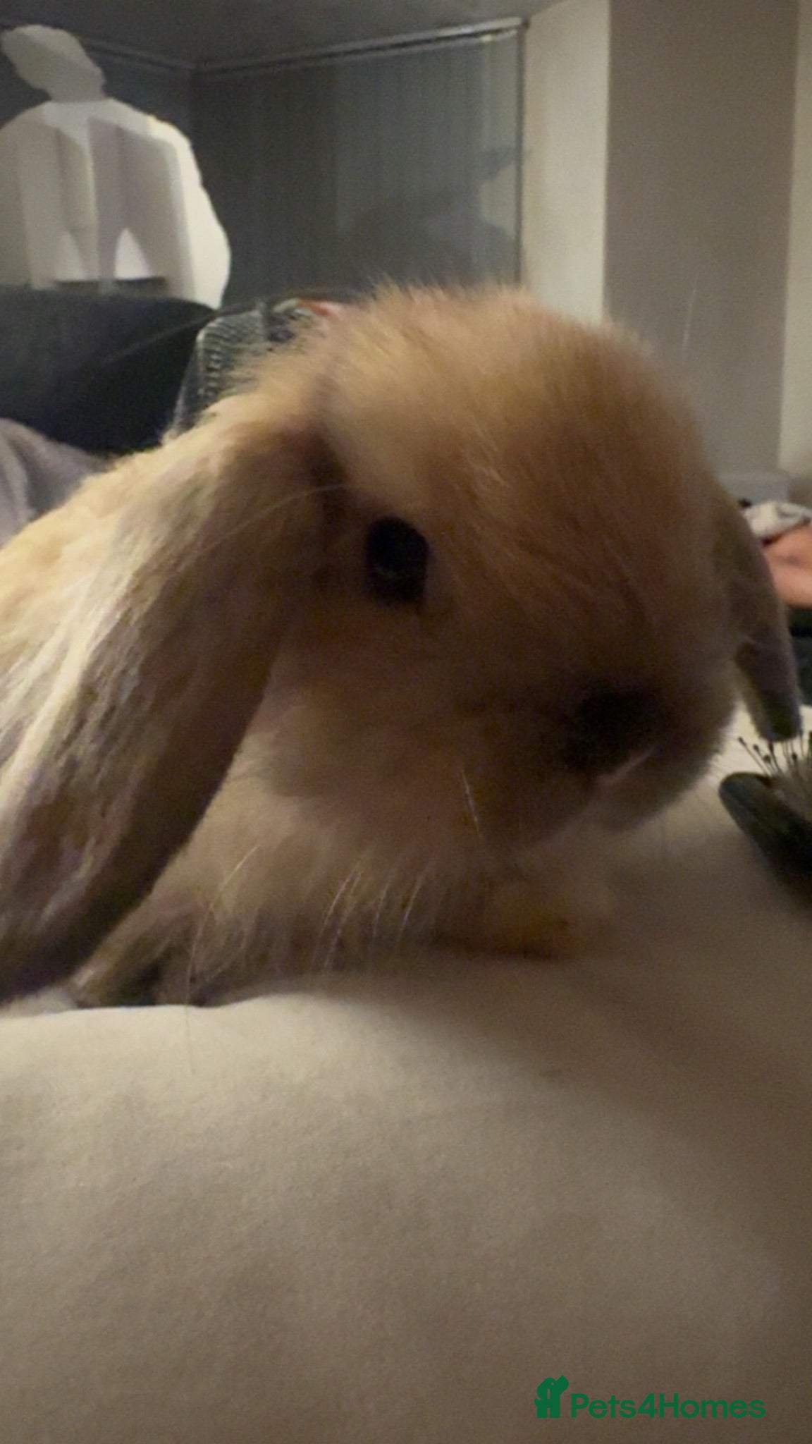 Mini Lop rabbits Ready to go! Beautiful mini lop rabbit - Advert 1