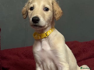 Saluki dogs - Advert 3