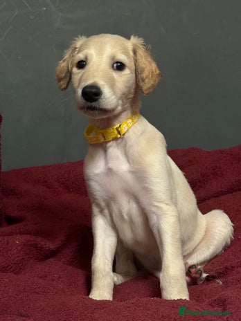 Saluki dogs - Advert 1