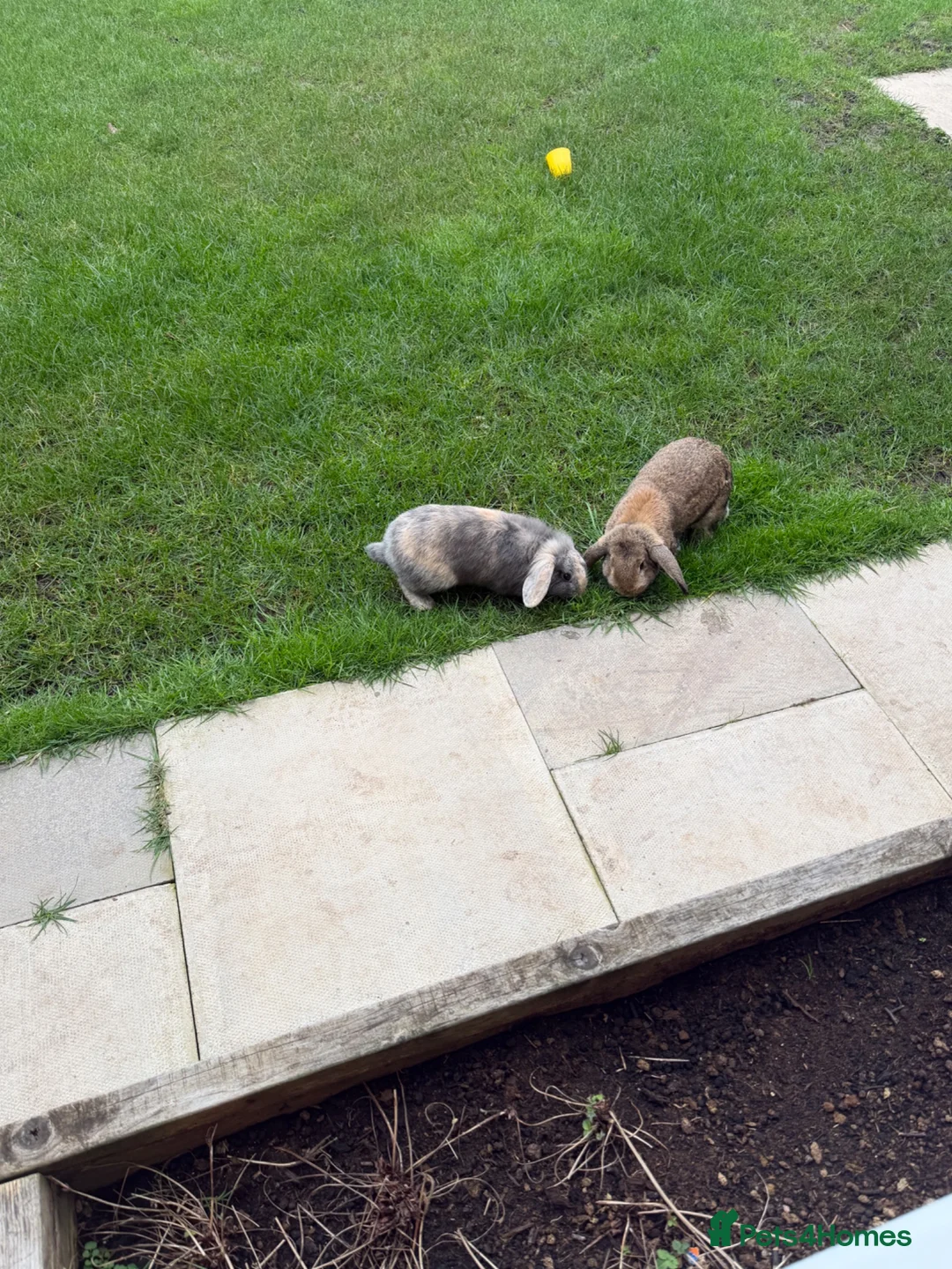Mixed Breed rabbits for sale: 2 x  12 month old female rabbits/complete set up  in Nantwich - Advert 2