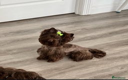 Biewer Terrier dogs for sale: 2 mini Biewer/yorkie female pups - Image 5