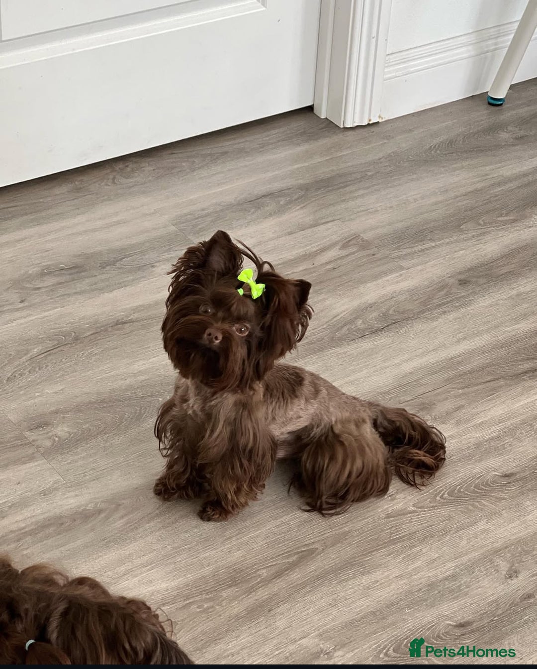 Biewer Terrier dogs for sale: 2 mini Biewer/yorkie female pups - Image 5