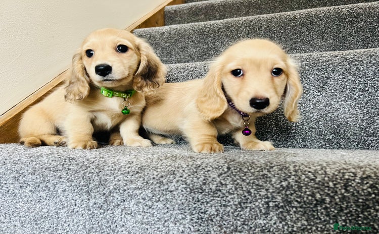Miniature Dachshund dogs - Advert 4