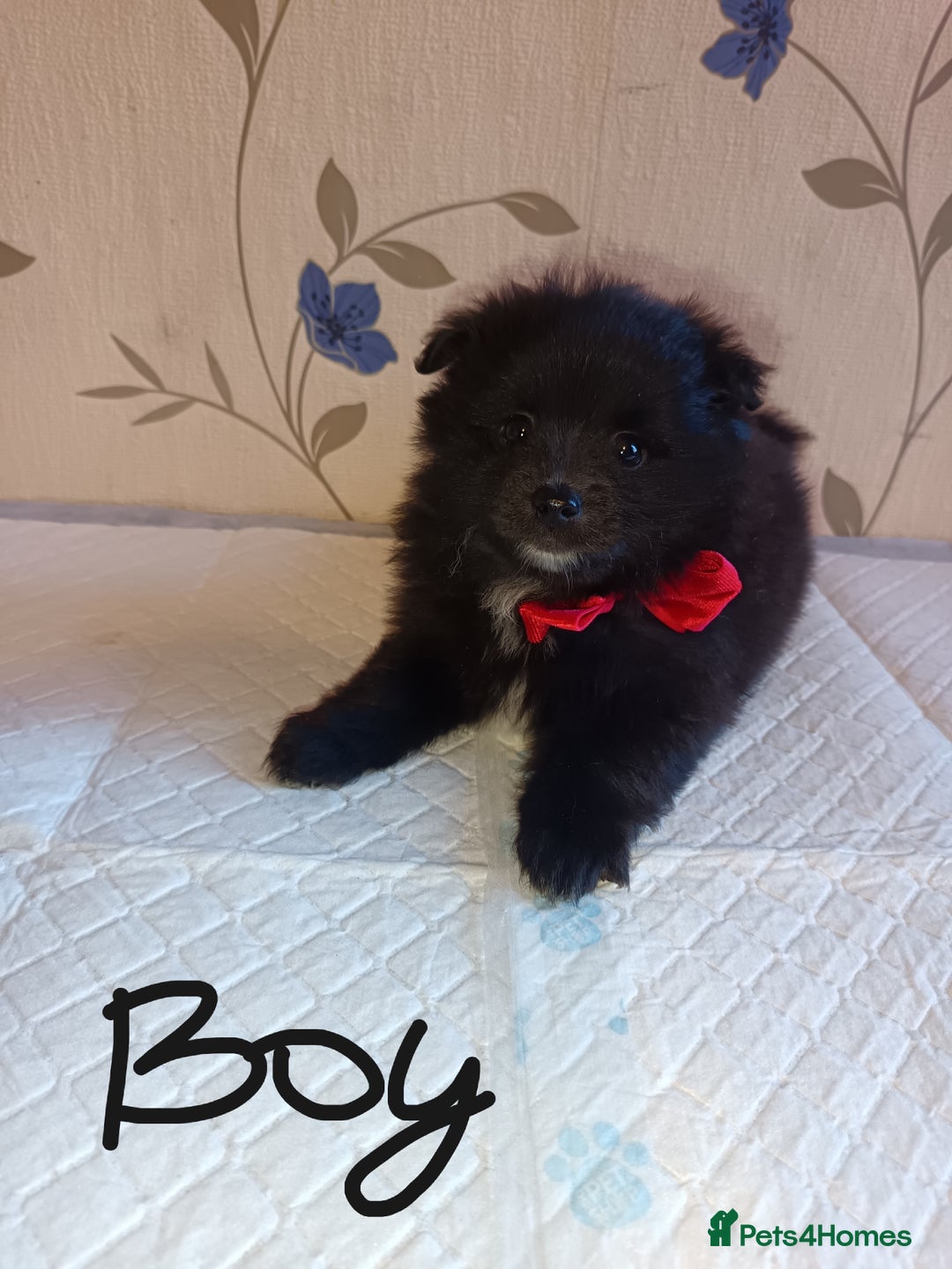 Pomeranian dogs for sale: Barnsley  - Advert 15
