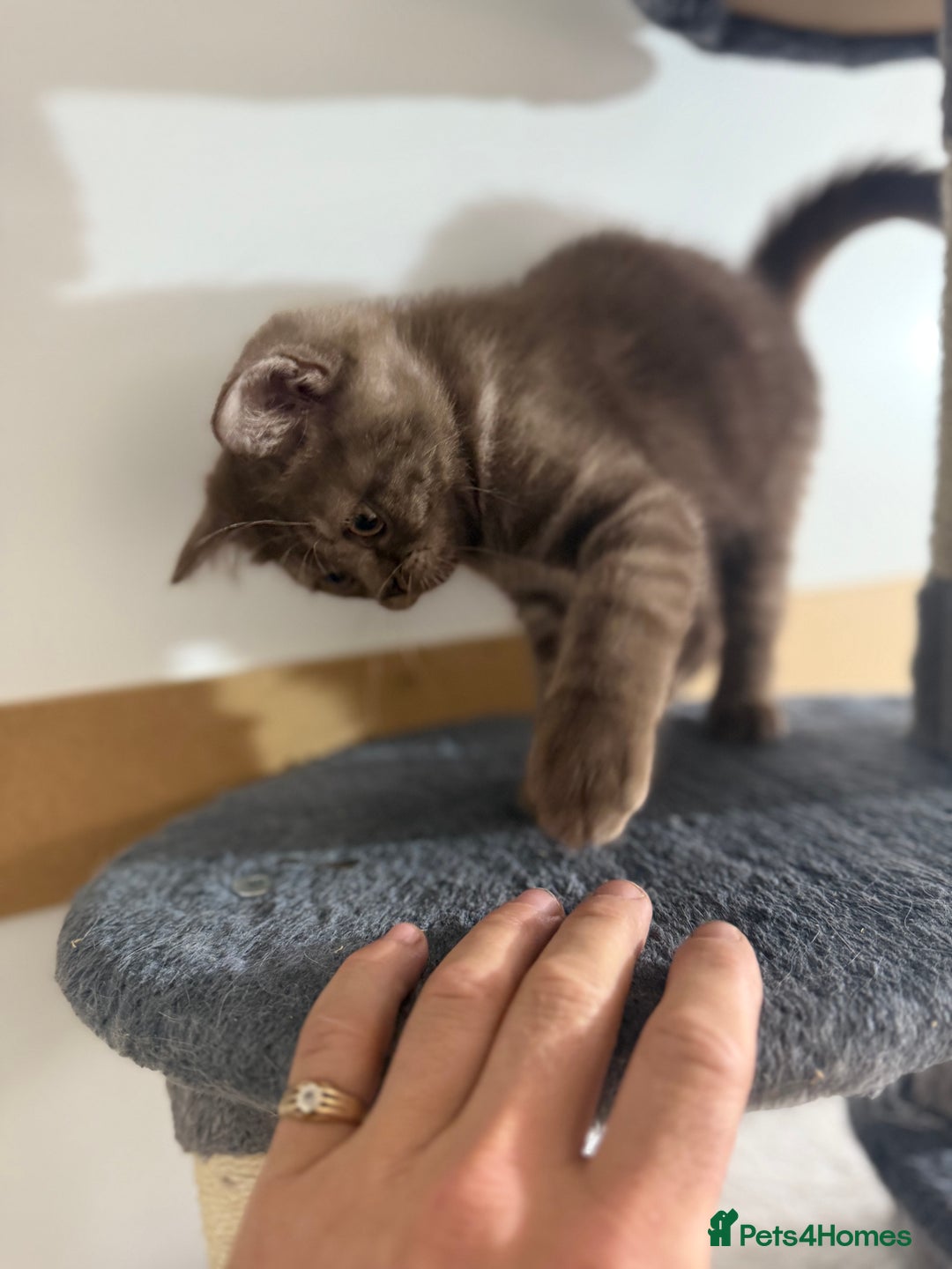 British Shorthair cats for sale: BSH x SF show quality kittens (REDUCED) - Image 18