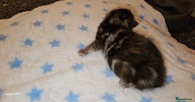 Mixed Breed cats 5 Bengal x Kittens–Glitter Coats,Beautiful Colours - Advert 13